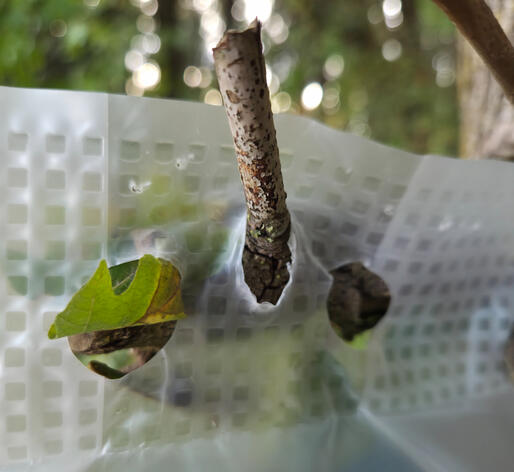 Camping / Branch